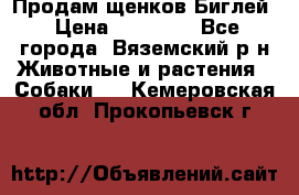 Продам щенков Биглей › Цена ­ 15 000 - Все города, Вяземский р-н Животные и растения » Собаки   . Кемеровская обл.,Прокопьевск г.